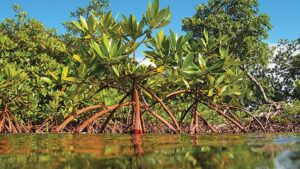 penanaman mangrove di muaragembong