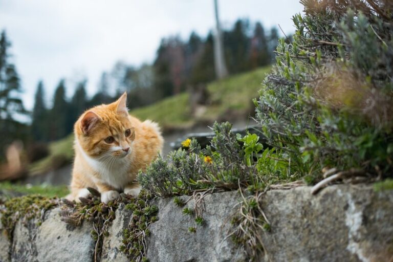 Baru Pertama Kali Memelihara Kucing? Ini Dia 3 Hal yang Harus Diperhatikan