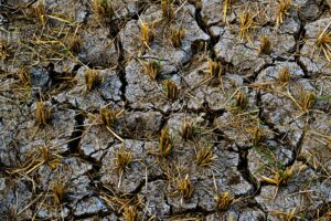 Super El Nino Diprediksi Menguat, Ini Cara Mengurangi Dampaknya