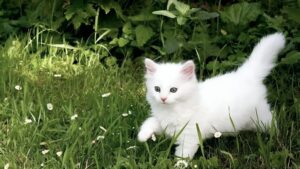 Pahami Bahasa Tubuh Kucing: 7 Gerakan Ini Ungkap Suasana Hati Hewan Peliharaan Anda