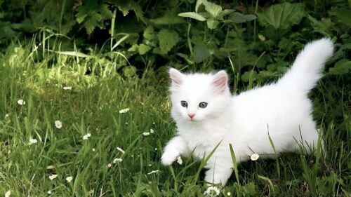 Pahami Bahasa Tubuh Kucing: 7 Gerakan Ini Ungkap Suasana Hati Hewan Peliharaan Anda