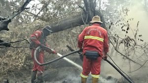 Titik Panas Karhutla Meningkat, Kemenhut Perkuat Pemadaman di Sumatera dan Kalimantan