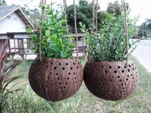 7 Manfaat Batok Kelapa untuk Berkebun, Bisa Jadi Media Tanam hingga Mulsa