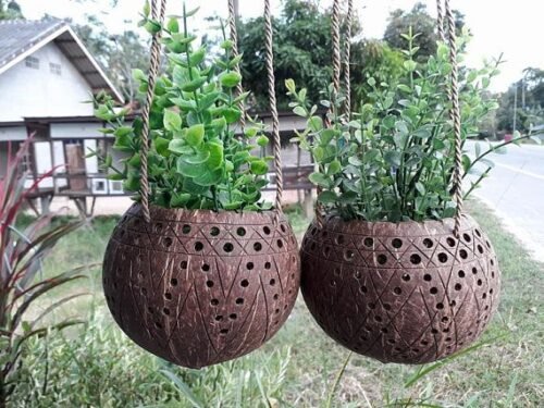 7 Manfaat Batok Kelapa untuk Berkebun, Bisa Jadi Media Tanam hingga Mulsa