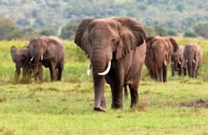 Cara Baru Way Kambas Menjaga Gajah Sumatera, Tak Hanya Andalkan Pagar
