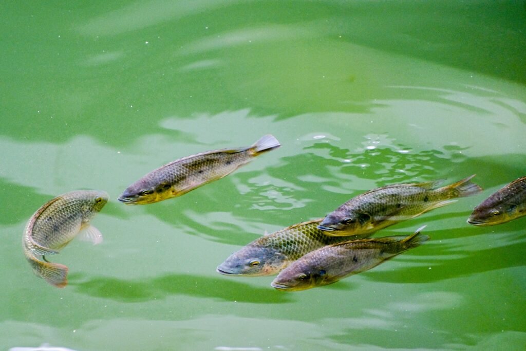 Ikan Nila Hitam Mengancam Thailand, Mengapa Sulit Diberantas?