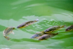 Ikan Nila Hitam Mengancam Thailand, Mengapa Sulit Diberantas?