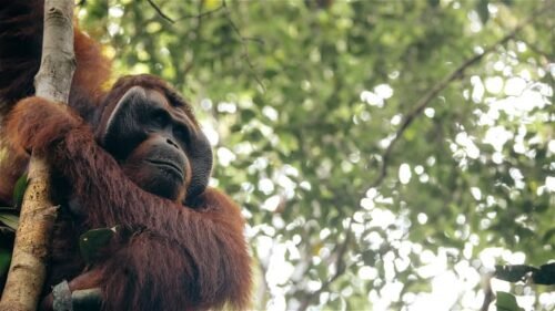 Karhutla di Kaltim Berdampak pada Satwa, 11 Orang Utan Dievakuasi dan Seekor Tenggiling Terluka