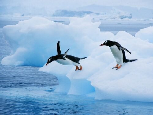 Setelah 100 Tahun, Ilmuwan Temukan Spesies Penguin Baru di Pulau Terpencil