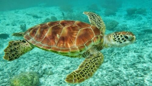WNA Diduga Konsumsi Penyu di Raja Ampat, Ini Alasan Penyu Tidak Boleh Dimakan
