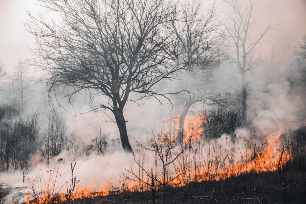 6 Kebakaran Hutan Terbesar di Dunia, Indonesia Juga Pernah Mengalami Karhutla Dahsyat