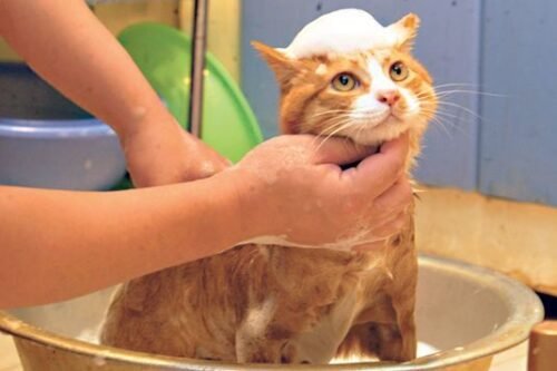 Kenapa Kucing Takut Air? Ini 5 Alasan Ilmiah di Baliknya