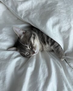 Apakah Tidur dengan Kucing Aman bagi Kesehatan? Ini Manfaat dan Risikonya