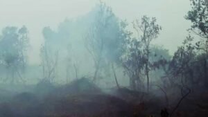 Asap Karhutla Gambut Mengandung Hidrogen Sianida, Ini Dampaknya bagi Kesehatan