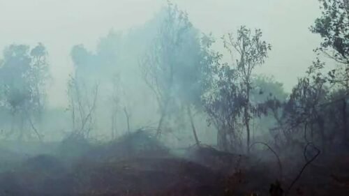 Asap Karhutla Gambut Mengandung Hidrogen Sianida, Ini Dampaknya bagi Kesehatan