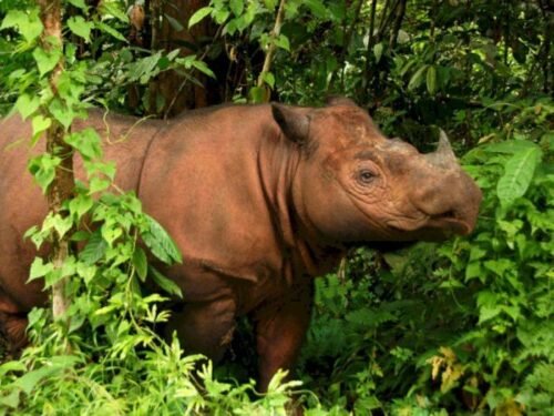Kabar Baik dari Way Kambas, Dua Badak Sumatra Bersiap Jadi Induk Lagi