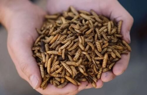 Mengenal Maggot, Si Pengurai Sampah Organik yang Perlu Dikelola dengan Tepat