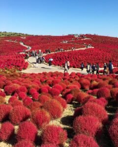 Menjelajahi Kobe Nunobiki Herb Gardens, Taman Herbal dengan Panorama Kota Jepang