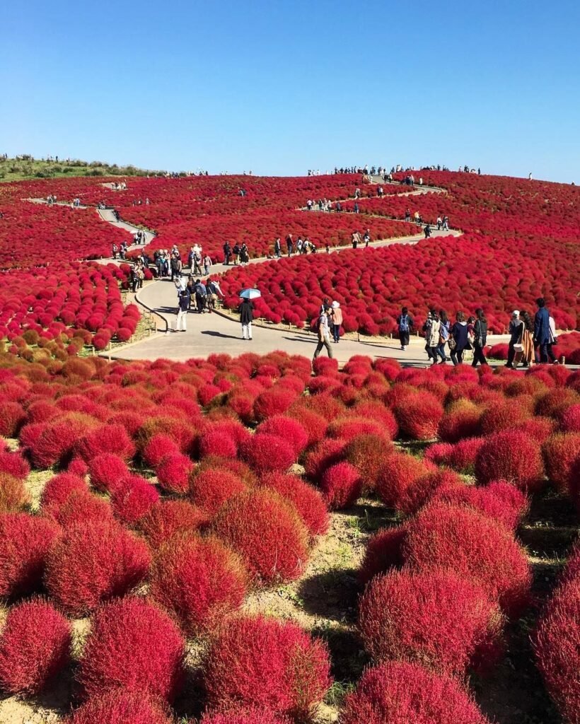 Menjelajahi Kobe Nunobiki Herb Gardens, Taman Herbal dengan Panorama Kota Jepang