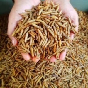 Sama-sama Larva Lalat, Ini Perbedaan Maggot dan Belatung Biasa