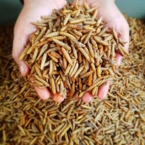 Sama-sama Larva Lalat, Ini Perbedaan Maggot dan Belatung Biasa
