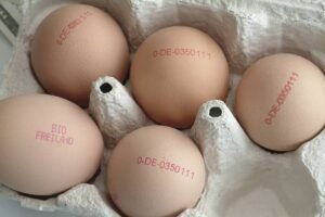 Apa Beda Telur dengan Label Cage-Free, Free-Range, dan Pasture-Raised?