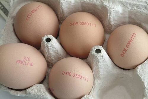Apa Beda Telur dengan Label Cage-Free, Free-Range, dan Pasture-Raised?